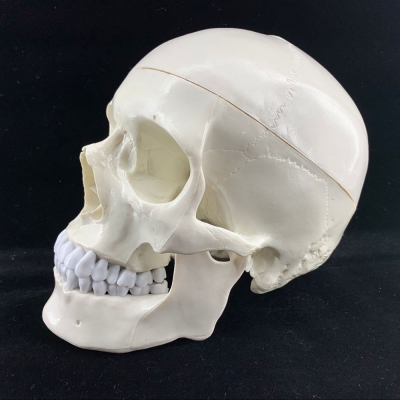 Модель черепа Bone разборная 1:1-3