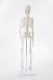 Модель скелета человека Bone учебная 45см