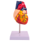 Анатомическая модель сердца человека Bone NumbX1 пронумерованная